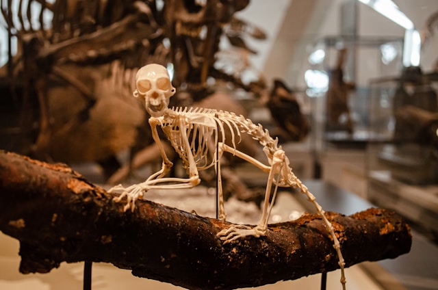 museum info tips 5